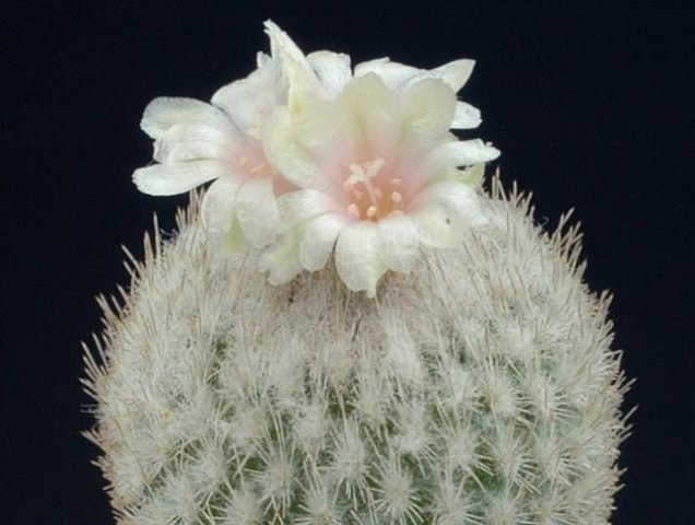 Epithelantha_pachyrhisa_1